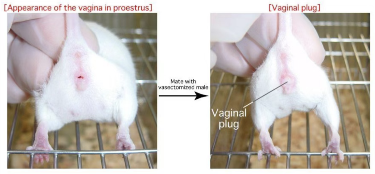 实验小鼠如何科学“生娃”？