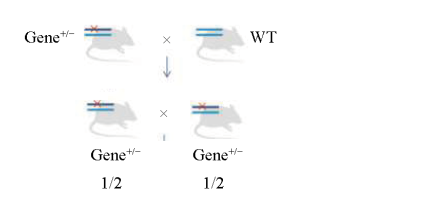 强推！一文看懂基因工程小鼠繁育