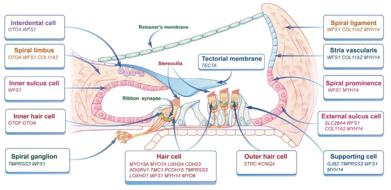 基因疗法治疗先天性耳聋取得重要进展，患儿已可日常对话！