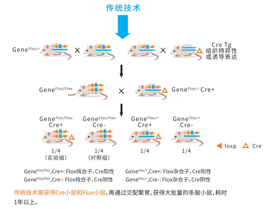 条敲造模慢？ TurboMice™定制代替扩繁，科研加速，快人一步！
