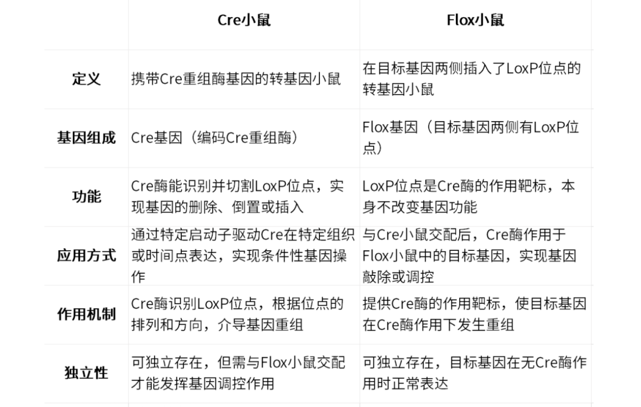 常见的工具小鼠-Flox小鼠是什么