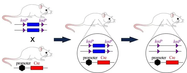 常见的Cre小鼠到底是什么
