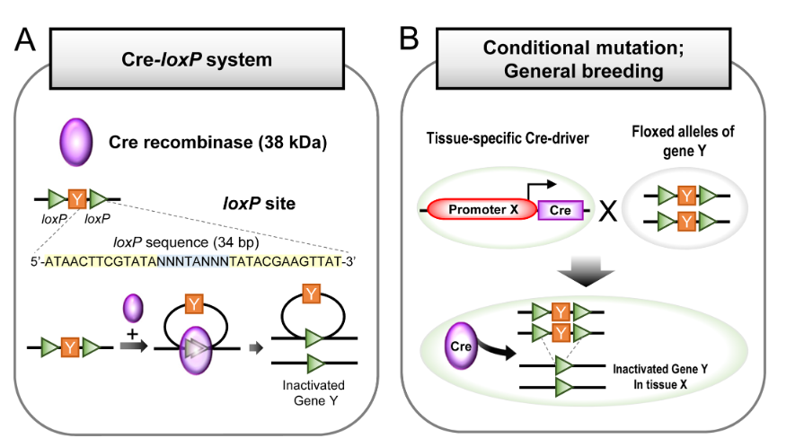一文看懂如何获得条敲小鼠