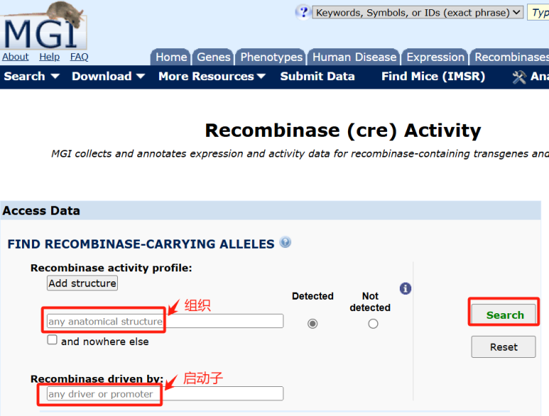 科研必备！轻松搞定组织特异性Cre启动子选择