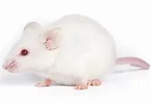 如何选择合适的小鼠品系