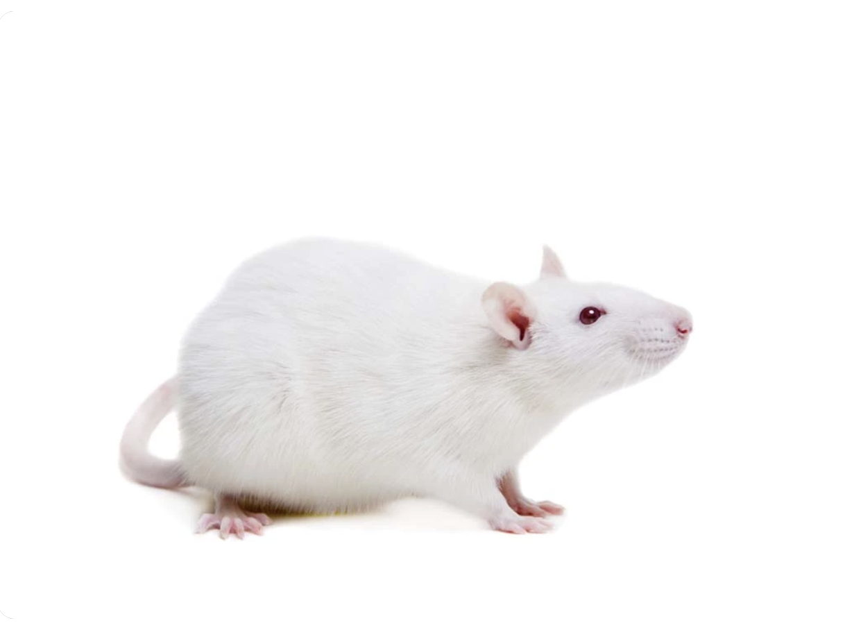 实验小鼠的一生