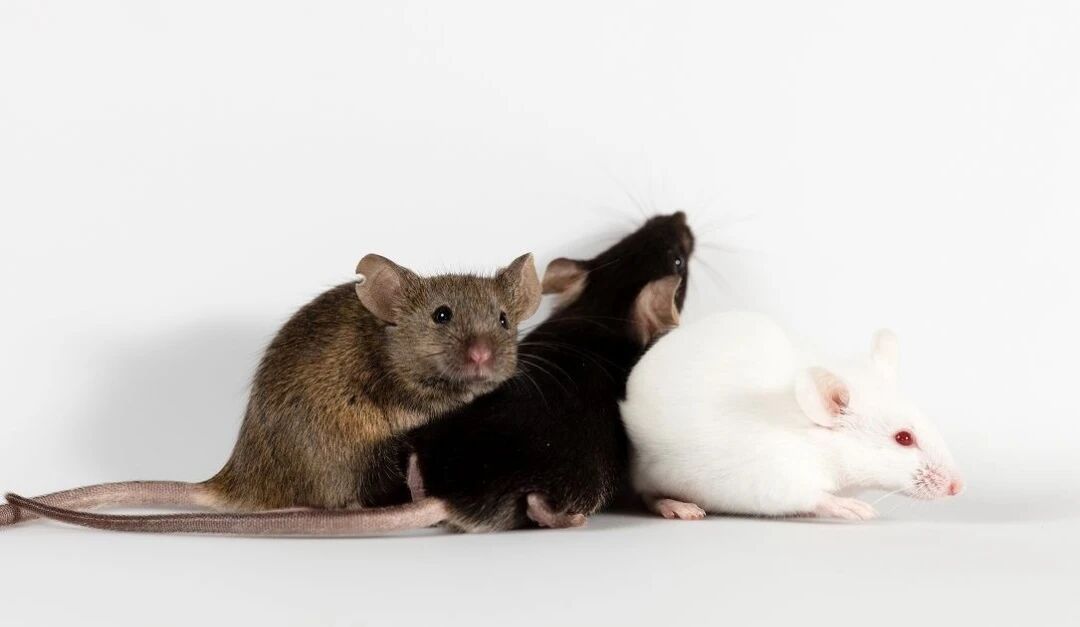 大小鼠种群管理之一二三