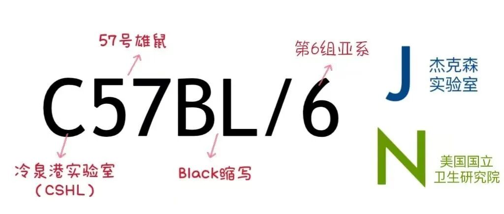 实验小鼠界的‘双胞胎’：B6N 和 B6J 的那些事儿