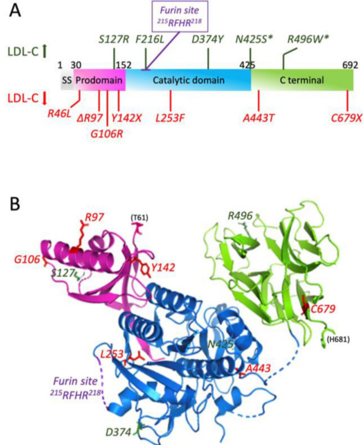 药靶前瞻 | PCSK9：调控胆固醇代谢的核心开关与抗癌新星