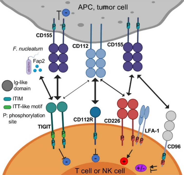 药靶前瞻 | TIGIT：肿瘤免疫与自身免疫双重调节的关键靶点