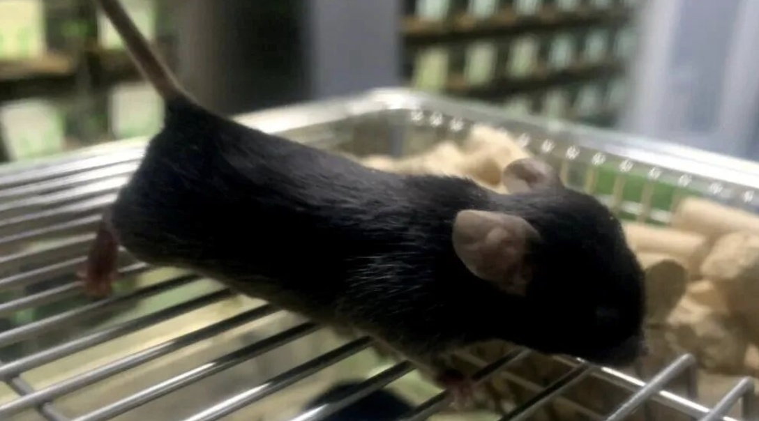 实验小鼠的那些“怪”行为，你了解吗？