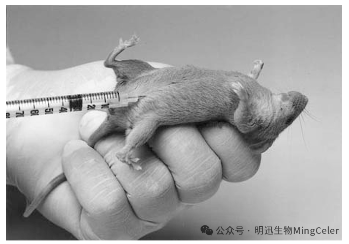 小鼠安乐死：科研中的生命关怀