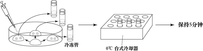 胚胎冷冻 vs 精子冷冻：科研人员必知的选择