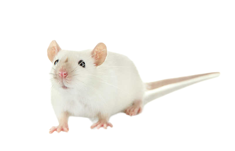 实验干货 | 一文了解实验中常见的免疫缺陷鼠