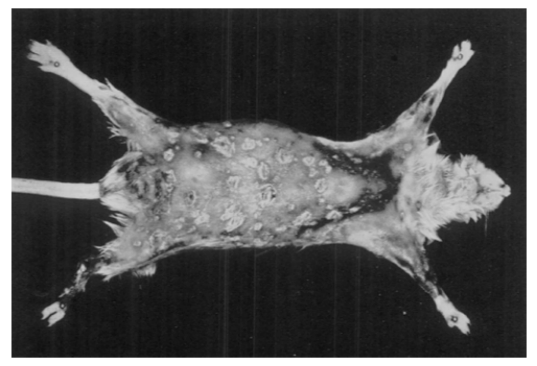 实验室必看|实验小鼠常见传染性疾病指南