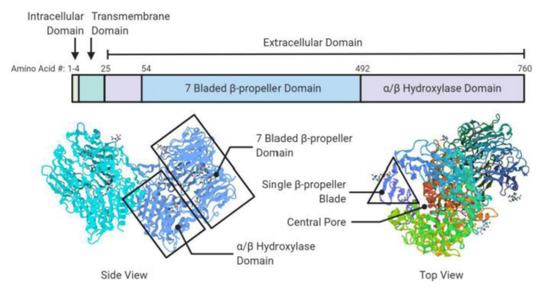 靶点前瞻 | 成纤维细胞活化蛋白（FAP）：从基质生物标志物到肿瘤治疗的关键靶点