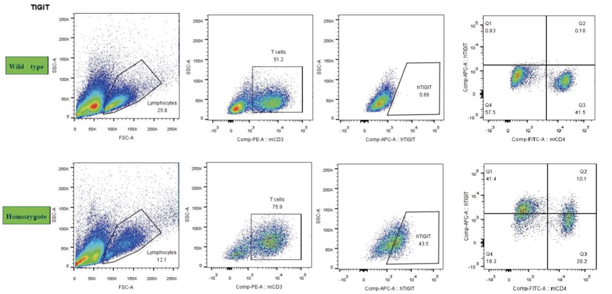 C57BL/6N-hTIGIT小鼠T细胞表面能成功表达hTIGIT
