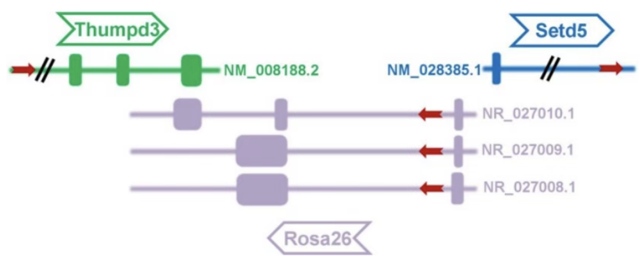 从谱系示踪到人源化模型：ROSA26 小鼠在生物医学研究中应用