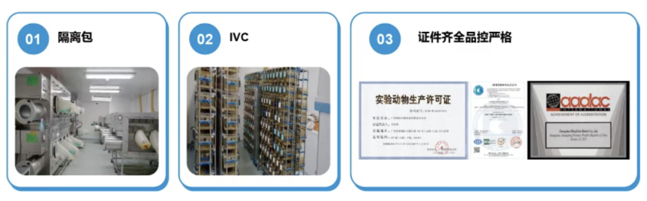 SPF级小鼠到底是什么？