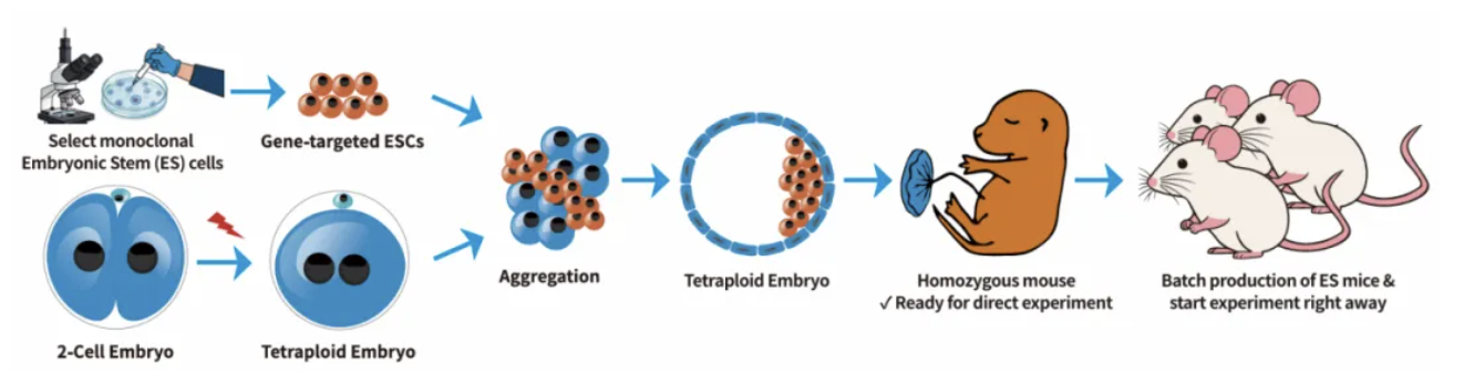 国自然倒计时！2个月，如何实现CKO小鼠的“极限”交付？