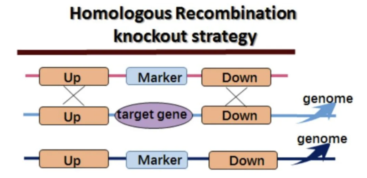 基因编辑 | 一文读懂基因敲除：精准“删除”基因，解密功能与疾病