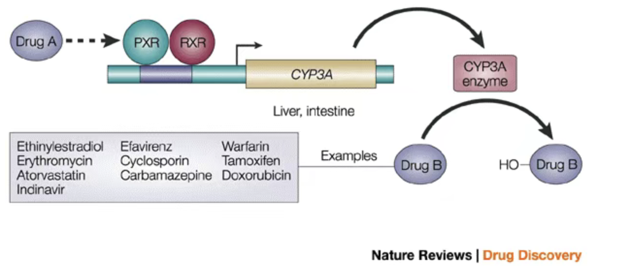 药靶前瞻 | CYP3A4代谢与PXR/CAR调控机制解析：人源化小鼠模型在药物研发中的应用与挑战