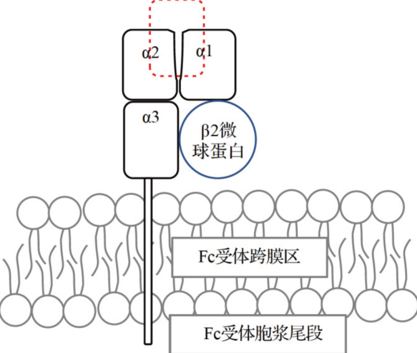 药靶前瞻 | FcRn：抗体稳态核心调控因子及治疗开发中的多维角色
