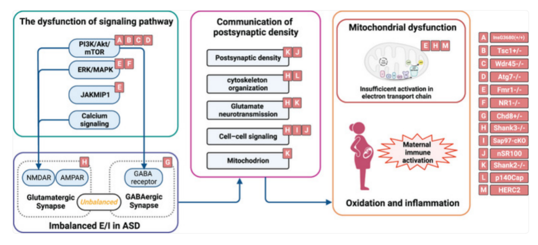 世界自闭症日 | 自闭症谱系障碍发病机制及相关小鼠模型