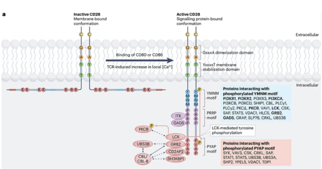 药靶前瞻 | CD28：T细胞共刺激核心开关，驱动效应功能与免疫记忆的调控枢纽
