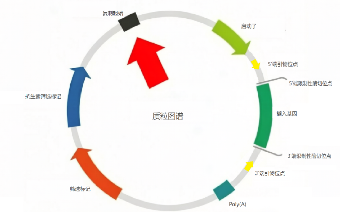 基因编辑 | 质粒：解密基因编辑小鼠模型构建的核心递送载体