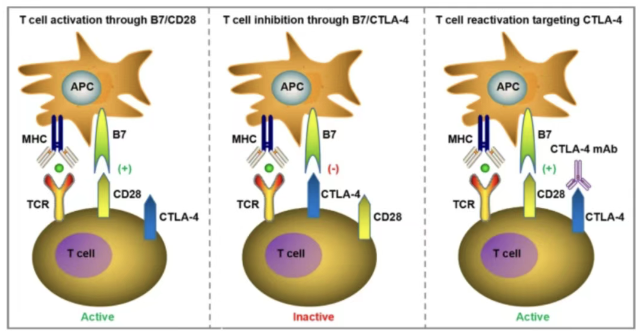 药靶前瞻 | CTLA-4：免疫检查点核心，双轨调节肿瘤与自身免疫的枢纽靶点