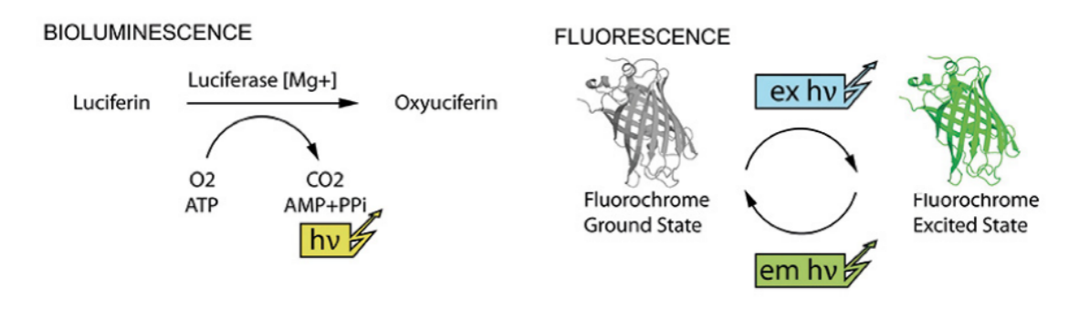 EGFP、mCherry、tdTomato还是Luciferase？一文读懂报告基因选择策略