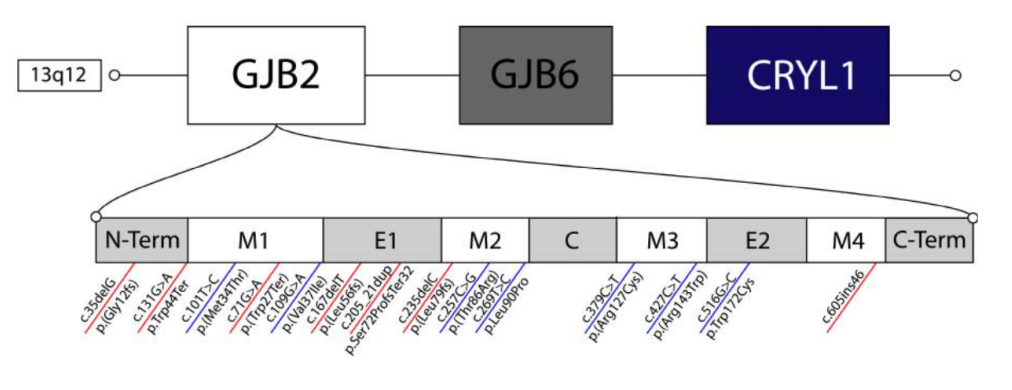 药靶前瞻 | GJB2耳聋小鼠为何难构建？TurboMice™技术来破局