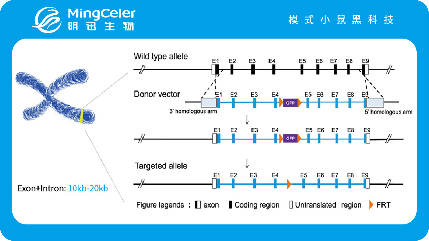 人源化小鼠